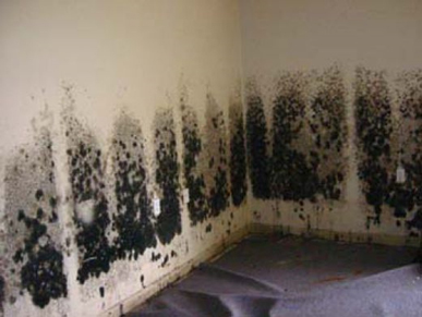 Mold and Mildew Removal Elizabeth,  NJ