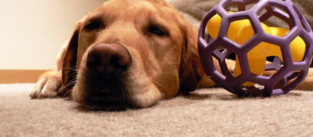 Pet Stain and Odor Removal Elizabeth,  NJ