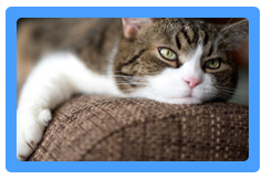 Upholstery Cleaning Elizabeth,  NJ